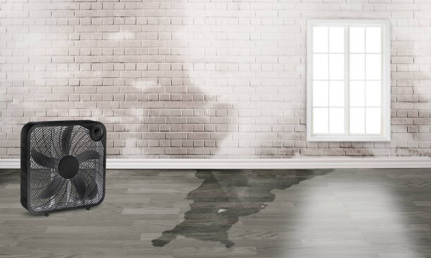 Best Basement water damage restoration  in St Clair Shores, MI